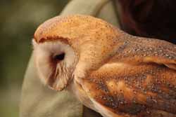 Barn Owl