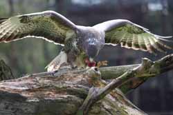 Buzzard