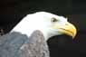 Bald Eagle Image