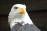 Bald Eagle Image