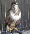 European Buzzard Image