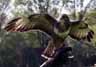 European Buzzard Image