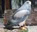 Chili Eagle Image