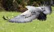 Chili Eagle Image