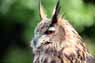 Eagle Owl Image