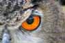 Eagle Owl Image