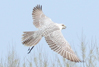 Gyrfalcon Image