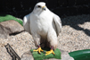 Gyrfalcon Image