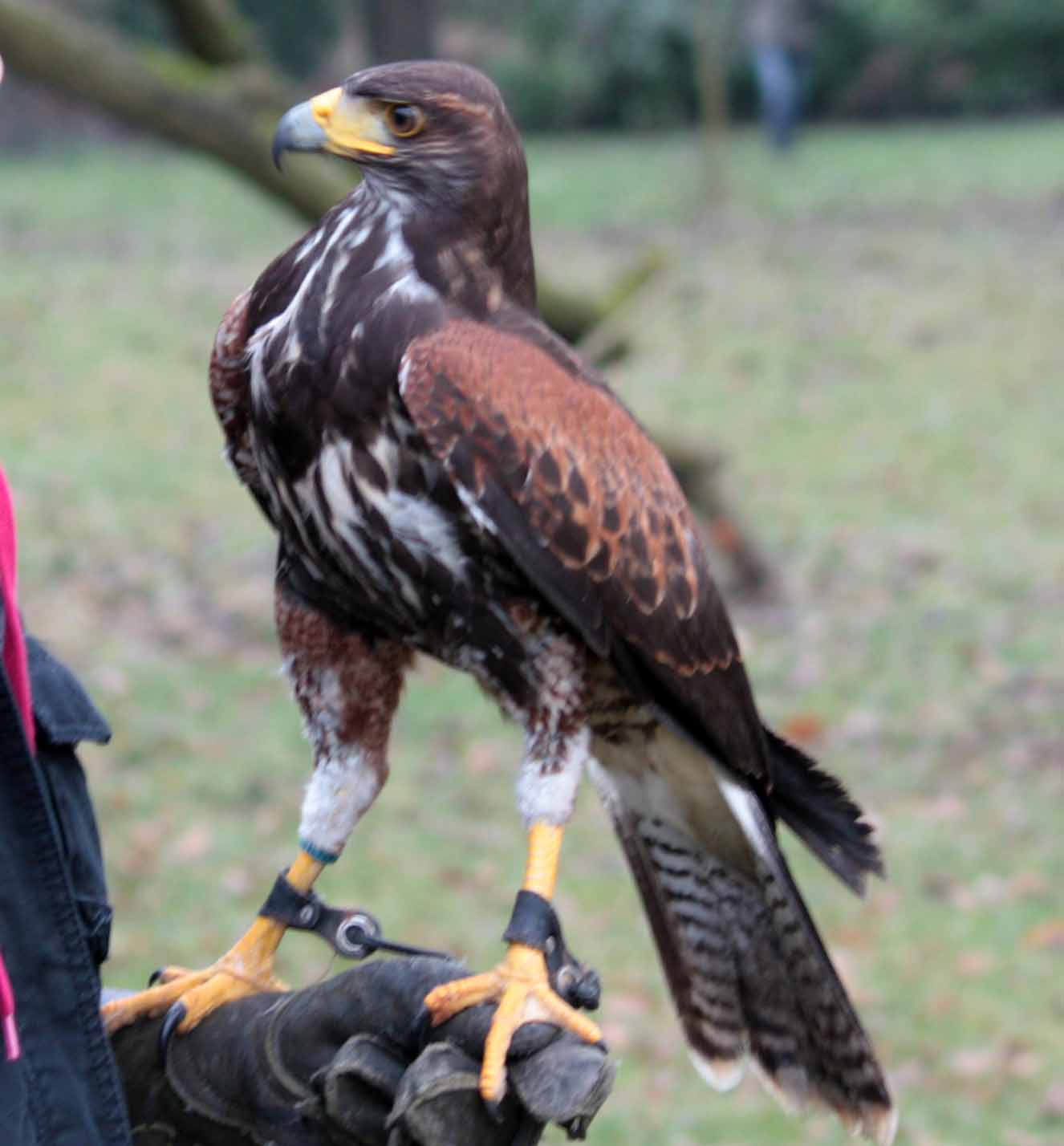 Bald Eagle Image