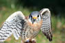 American Kestrel Image
