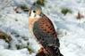 American Kestrel Image