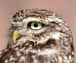 Little Owl Image