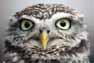 Little Owl Image
