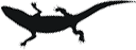 Lizard