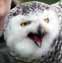 Snow Owl Image