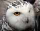 Snow Owl Image