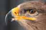 Steppe Eagle Image