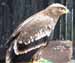 Steppe Eagle Image